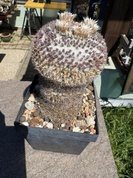 Preview: Mammillaria hahniana spec.